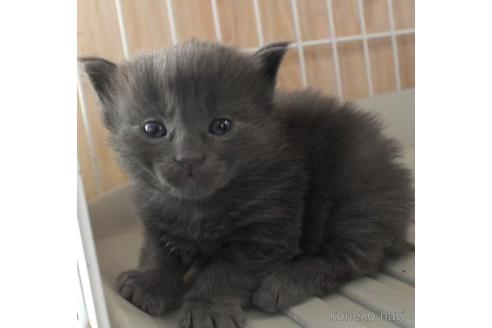 成約済の茨城県のノルウェージャンフォレストキャット-46011の1枚目