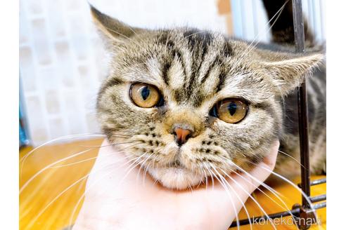成約済の東京都のエキゾチックショートヘア-35636の12枚目