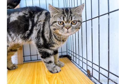 成約済の東京都のエキゾチックショートヘア-35636の4枚目