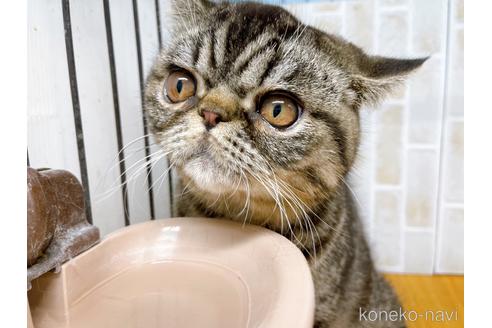 成約済の東京都のエキゾチックショートヘア-35637の22枚目