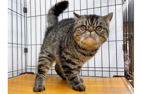 成約済の東京都のエキゾチックショートヘア-35637の16枚目
