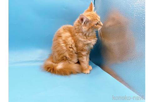 成約済の東京都のサイベリアン-41151の7枚目