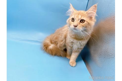 成約済の東京都のサイベリアン-41151の6枚目