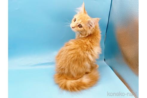 成約済の東京都のサイベリアン-41151の5枚目