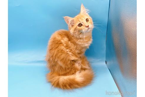 成約済の東京都のサイベリアン-41151の4枚目