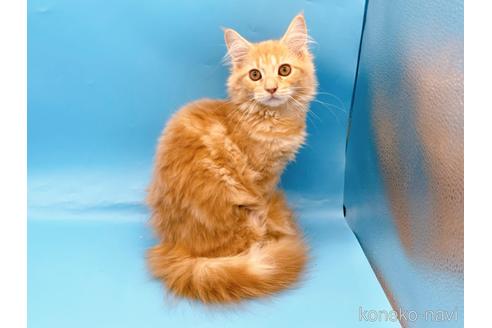 成約済の東京都のサイベリアン-41151の3枚目