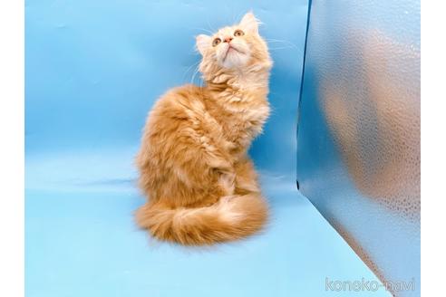 成約済の東京都のサイベリアン-41151の2枚目