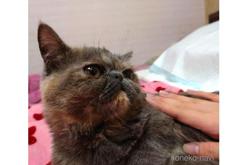 成約済の愛知県のエキゾチックショートヘア-46021の2枚目