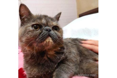 成約済の愛知県のエキゾチックショートヘア-46021