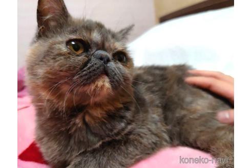 成約済の愛知県のエキゾチックショートヘア-46021の4枚目