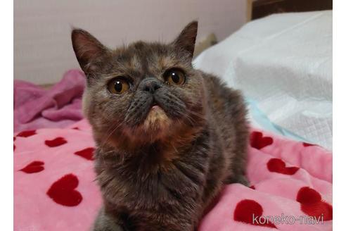 成約済の愛知県のエキゾチックショートヘア-46021の3枚目