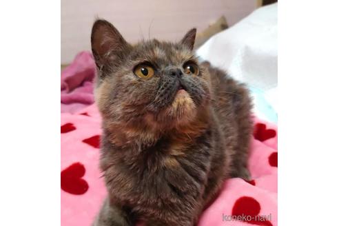 成約済の愛知県のエキゾチックショートヘア-46021の5枚目