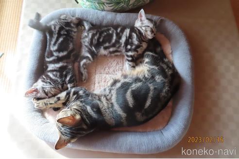 販売中の長野県のアメリカンショートヘア-44248の9枚目