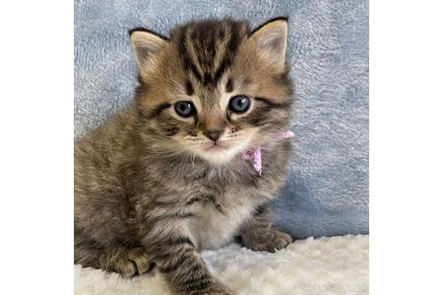 成約済の埼玉県のサイベリアン-45108の6枚目