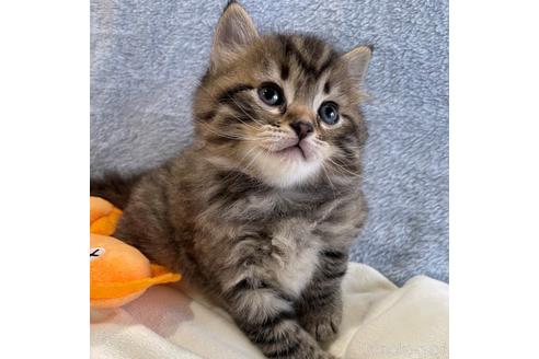 成約済の埼玉県のサイベリアン-45108の5枚目