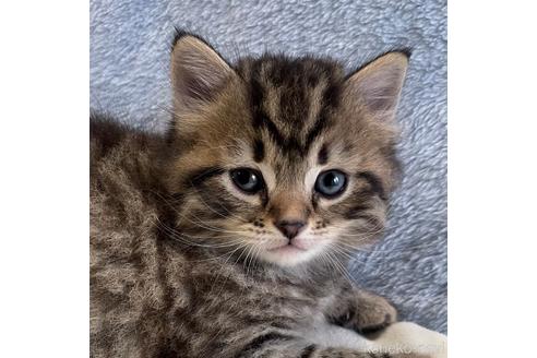 成約済の埼玉県のサイベリアン-45108の4枚目