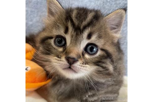 成約済の埼玉県のサイベリアン-45108の3枚目