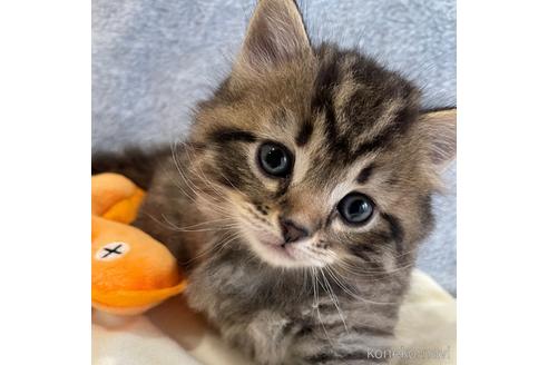 成約済の埼玉県のサイベリアン-45108の2枚目