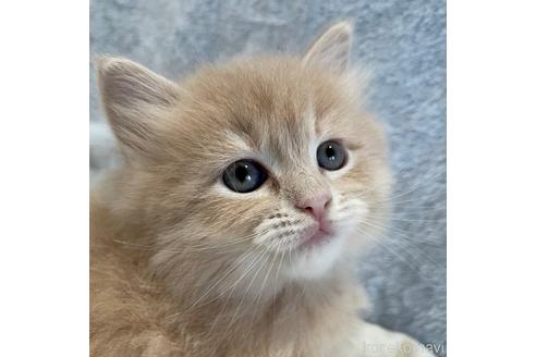 成約済の埼玉県のサイベリアン-45107の13枚目