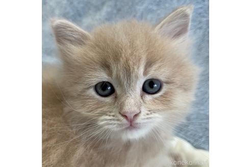 成約済の埼玉県のサイベリアン-45107の12枚目