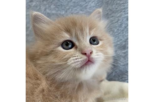 成約済の埼玉県のサイベリアン-45107の11枚目