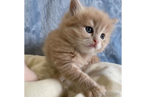 成約済の埼玉県のサイベリアン-45107の10枚目