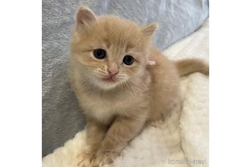 成約済の埼玉県のサイベリアン-45105