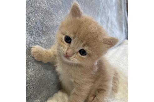 成約済の埼玉県のサイベリアン-45105の6枚目