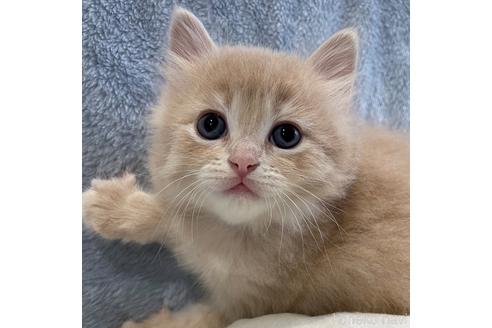 成約済の埼玉県のサイベリアン-45105の4枚目