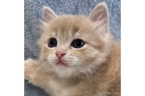 成約済の埼玉県のサイベリアン-45105の2枚目