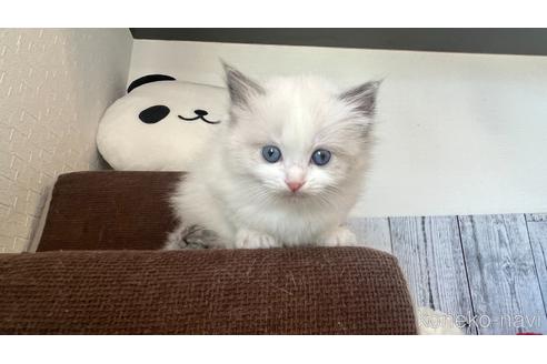 成約済の東京都のラグドール-46033の6枚目