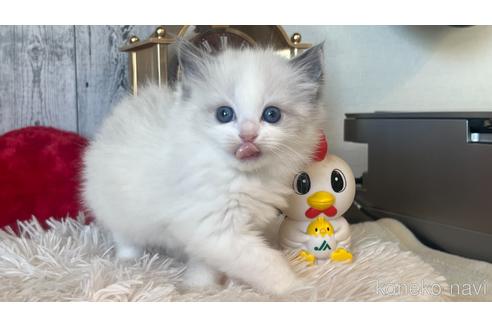 成約済の東京都のラグドール-46033の7枚目