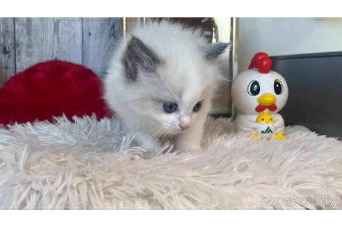 成約済の東京都のラグドール-46033の8枚目