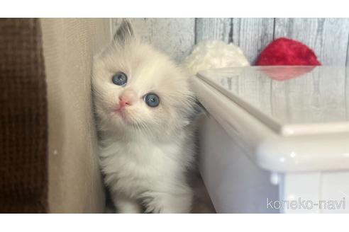 成約済の東京都のラグドール-46033の1枚目