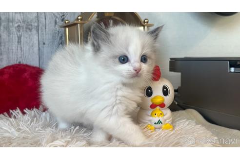 成約済の東京都のラグドール-46033の2枚目