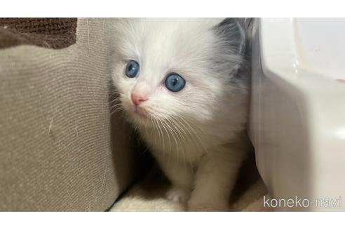 成約済の東京都のラグドール-46033の3枚目