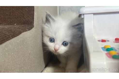 成約済の東京都のラグドール-46033の4枚目