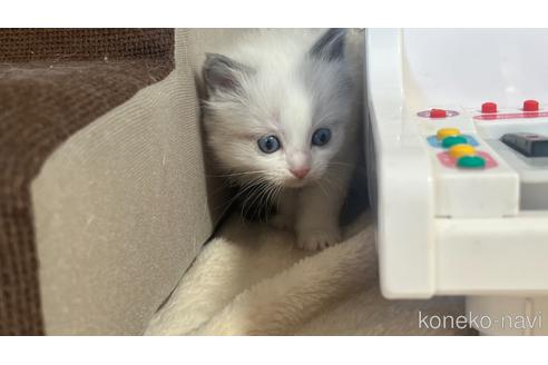 成約済の東京都のラグドール-46033の5枚目