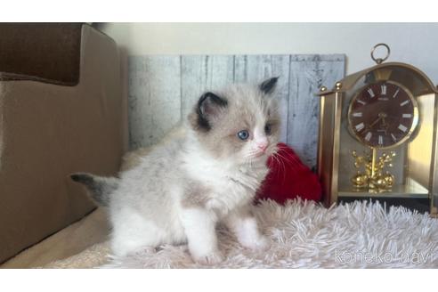 成約済の東京都のラグドール-46035の1枚目