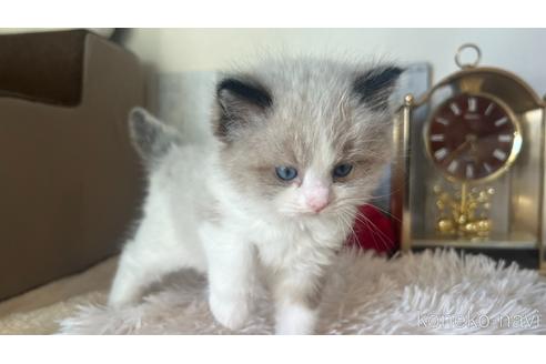 成約済の東京都のラグドール-46035の8枚目