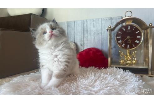 成約済の東京都のラグドール-46035の2枚目