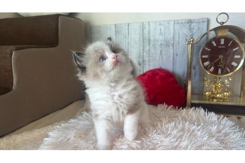 成約済の東京都のラグドール-46035の3枚目