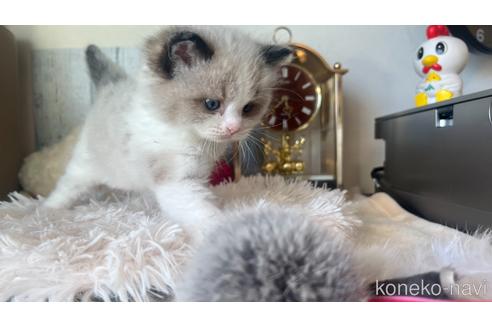 成約済の東京都のラグドール-46035の5枚目