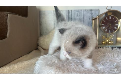 成約済の東京都のラグドール-46035の6枚目