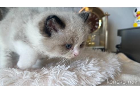 成約済の東京都のラグドール-46035の4枚目