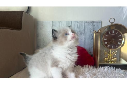 成約済の東京都のラグドール-46035の7枚目