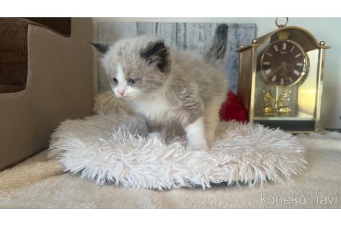 成約済の東京都のラグドール-46036の3枚目