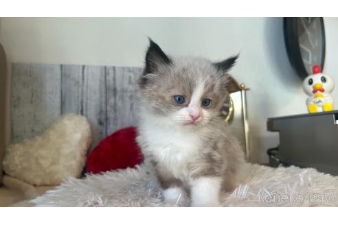 成約済の東京都のラグドール-46036の2枚目