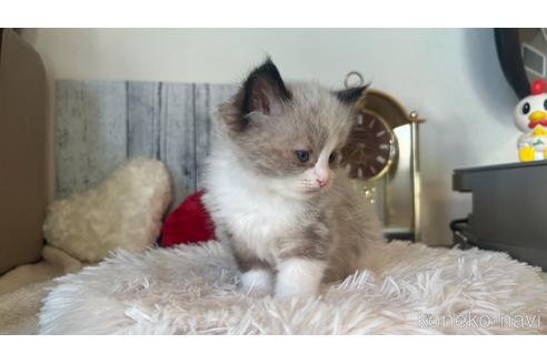 成約済の東京都のラグドール-46036の4枚目