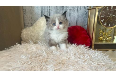 成約済の東京都のラグドール-46036の1枚目